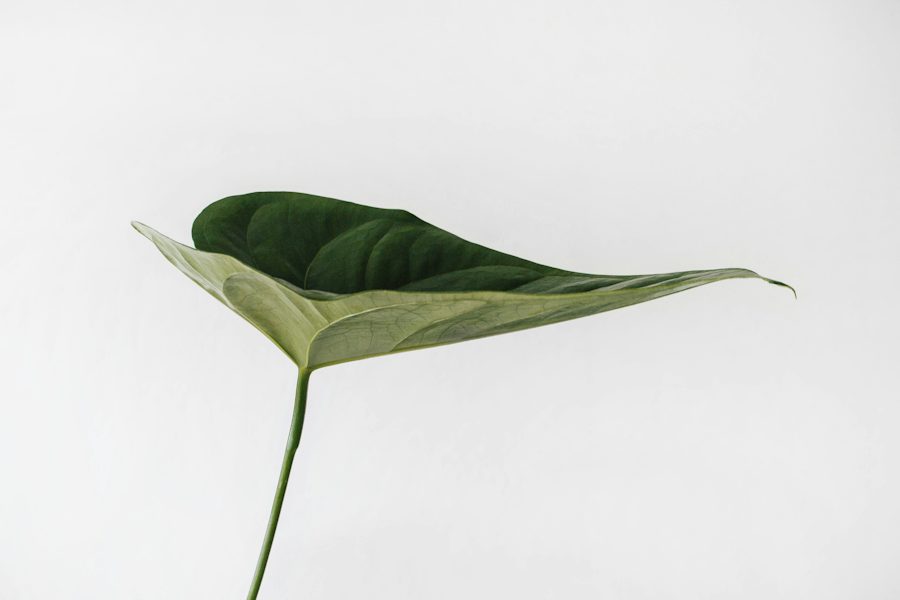 A single green leaf against a white background.