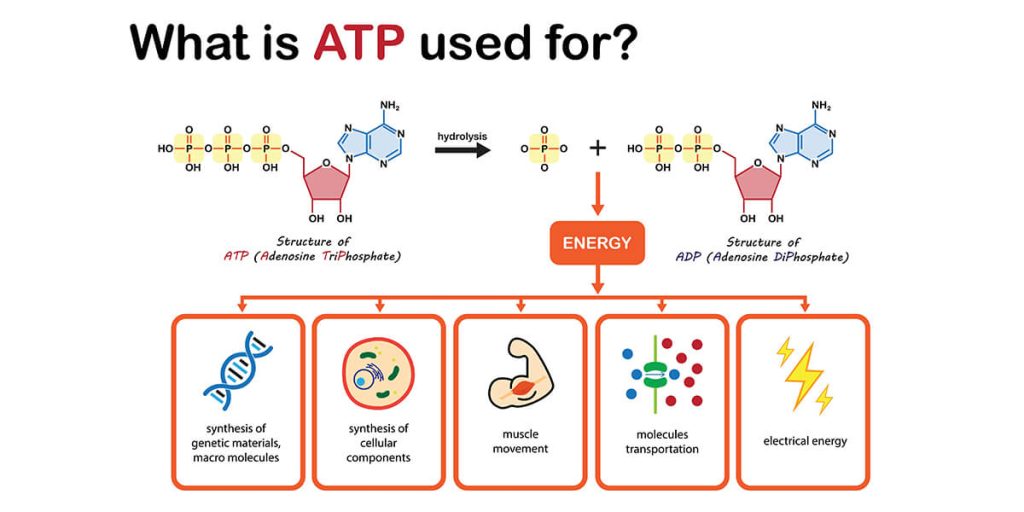 A graph of ATP production cycle