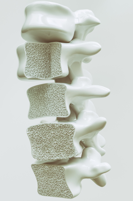 A picture of a spine 