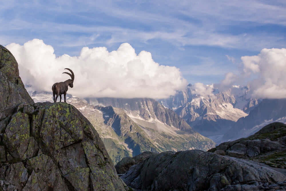 Mountain goat