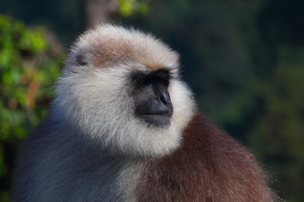 Himalayan Monkey