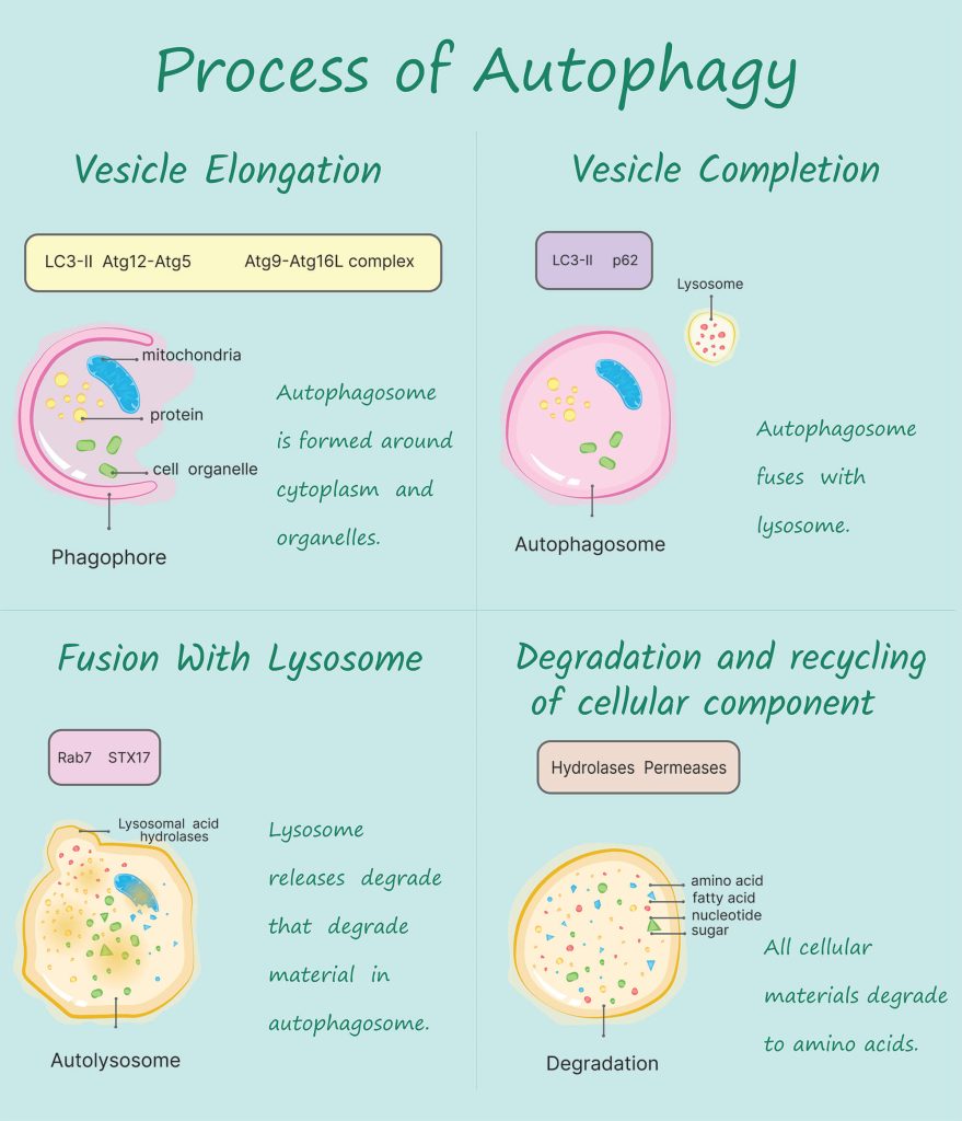 All 4 stages of autophagy