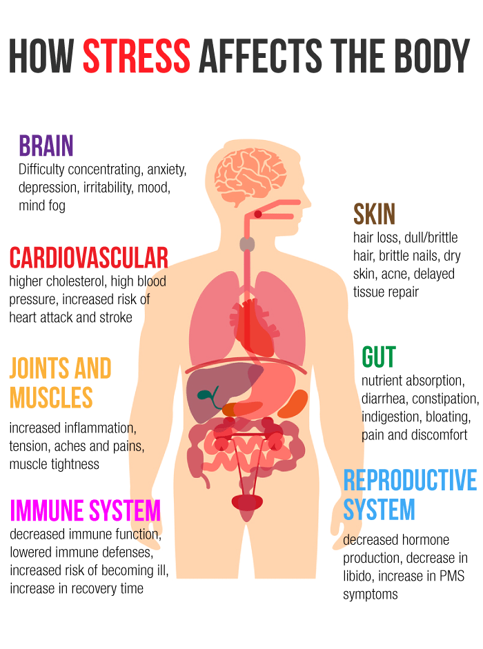 An infographic of how stress effects the body