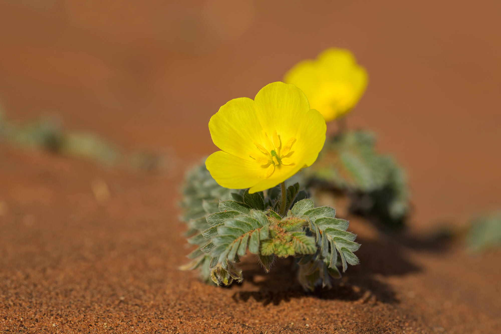 Tribulus