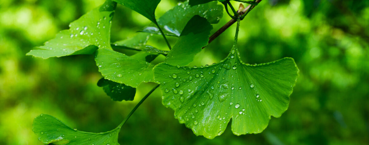 Ginko Biloba