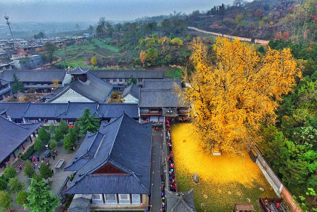 Ginkgo Biloba